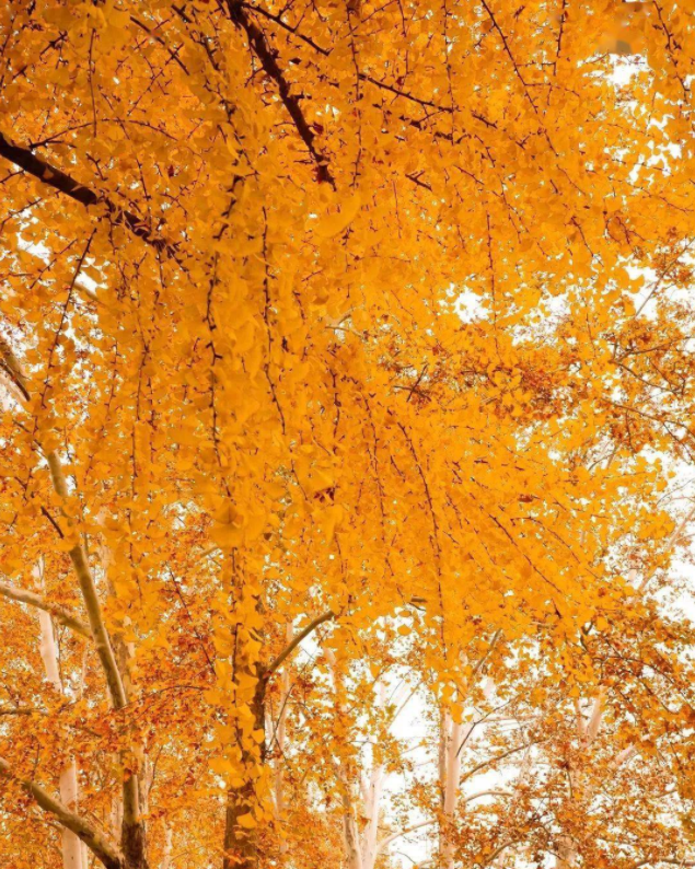 郑州这10个绝佳赏秋地，风景绝美，很多地方都还免费