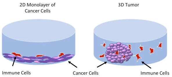 体外构建高仿真肿瘤，AI自动分析转移能力丨专访东大医械院陈早早