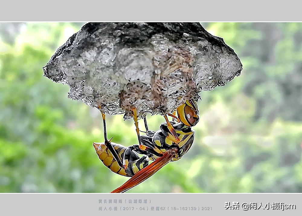 黄长脚胡蜂(胡蜂科/长脚蜂亚科),又称:陆马蜂.