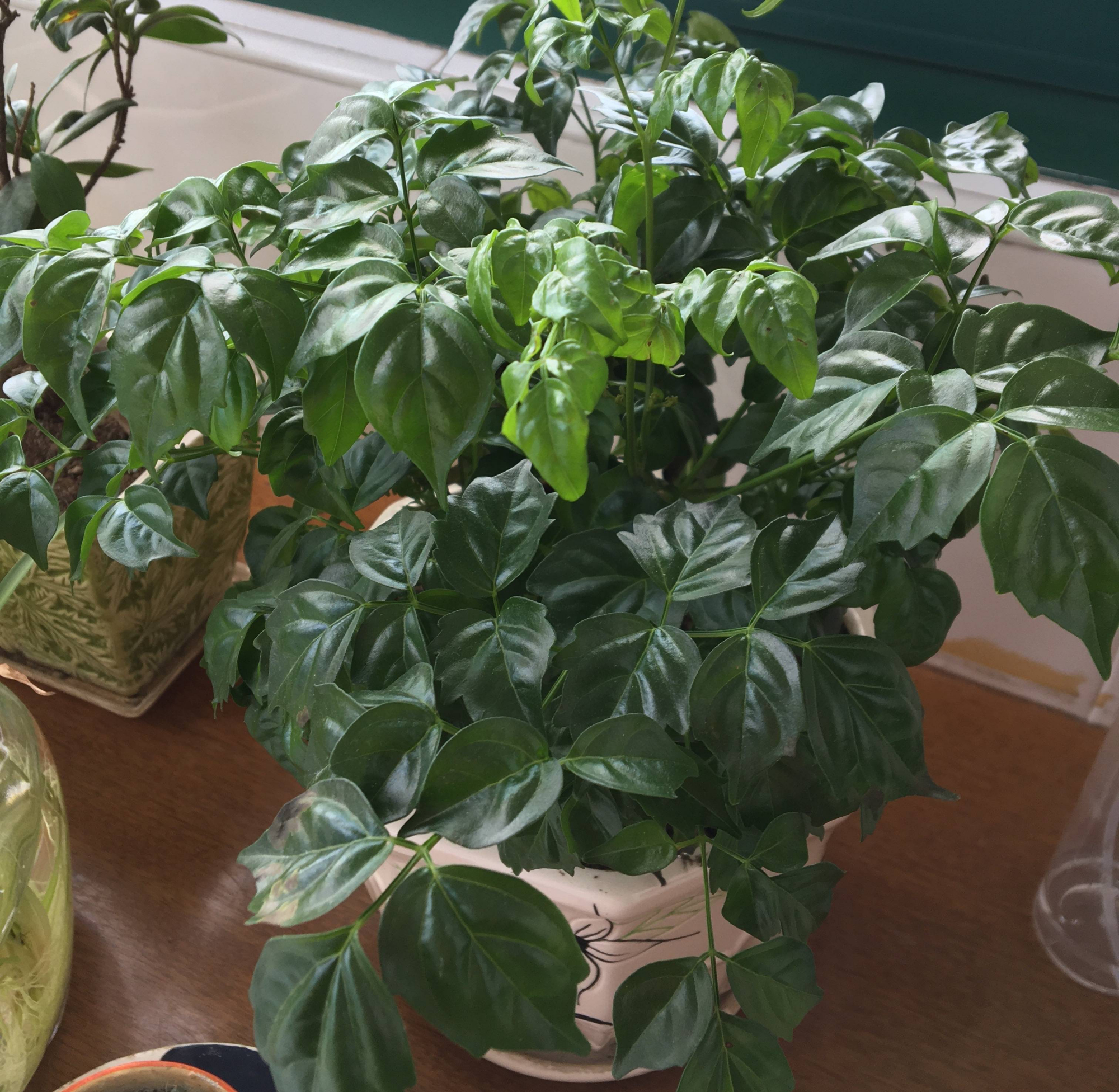 这3种,皮实好养优雅大气,寓意好旺财运