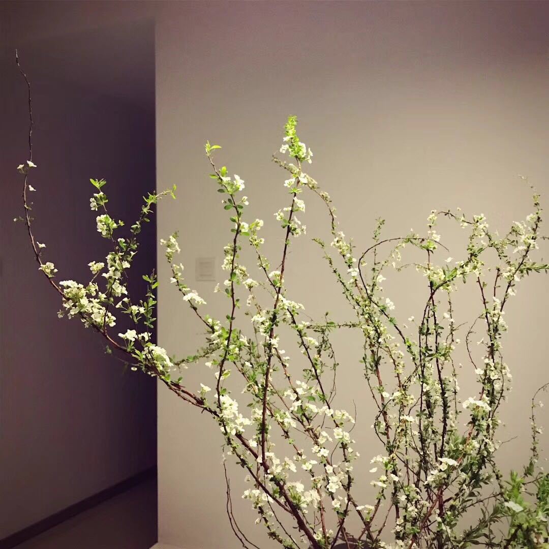 送棉花花束什么意思（32种鲜切花对应的花语）