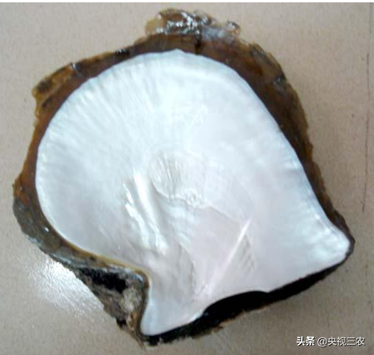 珍珠有不少秘密，看了这篇文，你就懂了