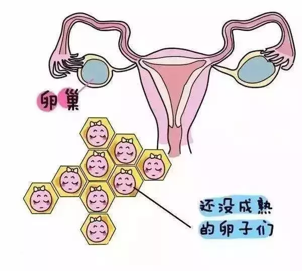 促进卵泡发育,吃什么好?