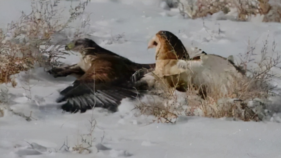 猫头鹰从不自己筑巢，都是抢，为什么？战斗力爆表，是鹰的天花板