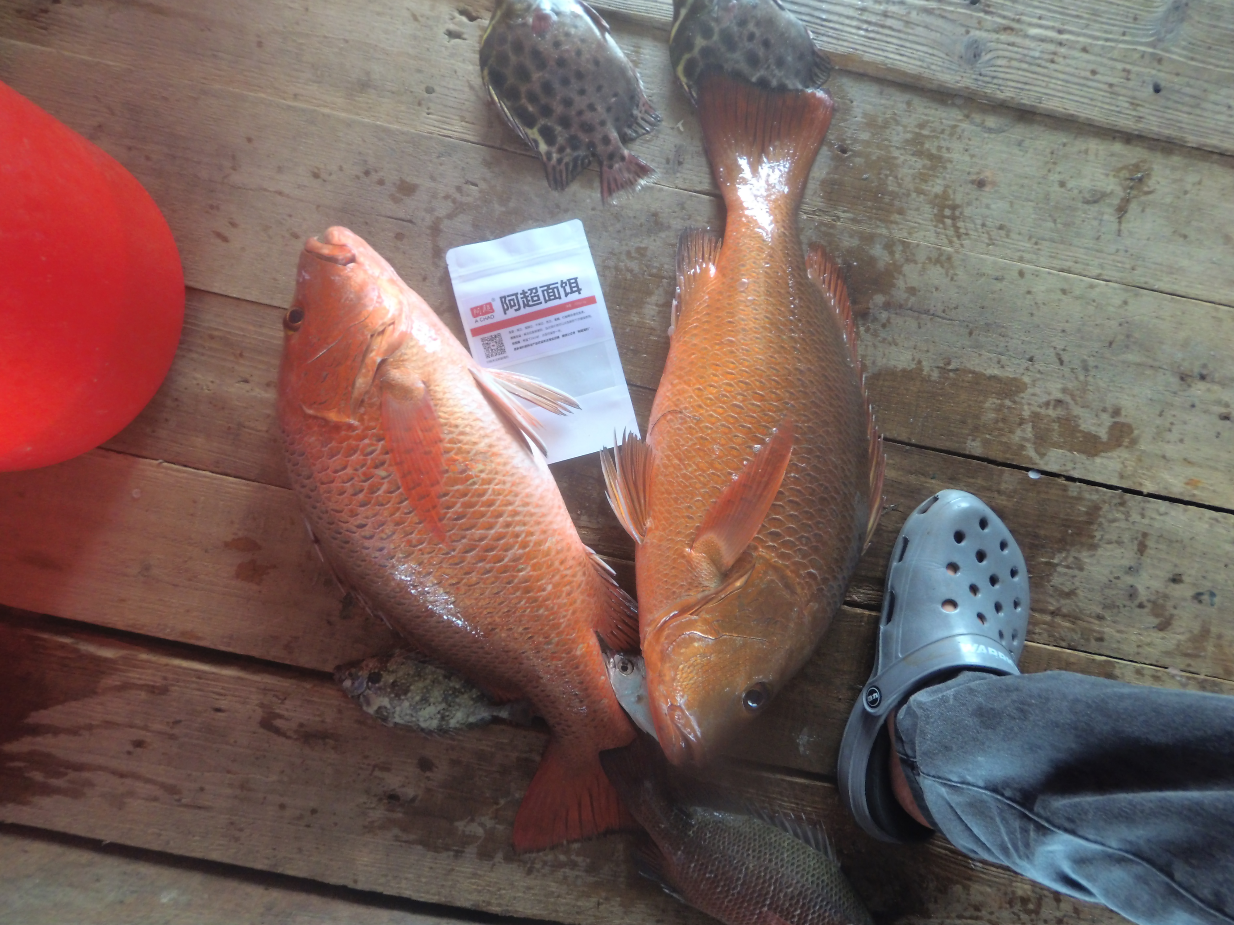 近海海钓最刺激的鱼种——红鲉，如何钓，在哪里可以钓到？