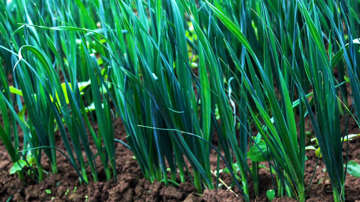 一畦春韭绿，十里稻花香。邂逅诗意的韭菜，品岁月静好