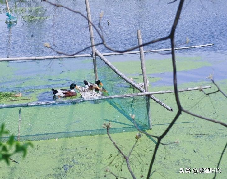 家乡的四月天：是儿时田埂路，是陌上艾草青，是梁上燕呢喃