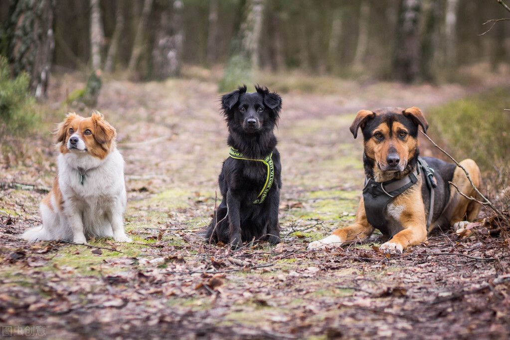 世界十大名犬排行榜：盘点全球最强大犬种
