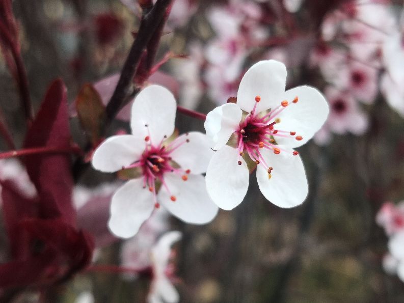 花木古韵丨徜徉花海，醉卧听雨，不知归去来兮