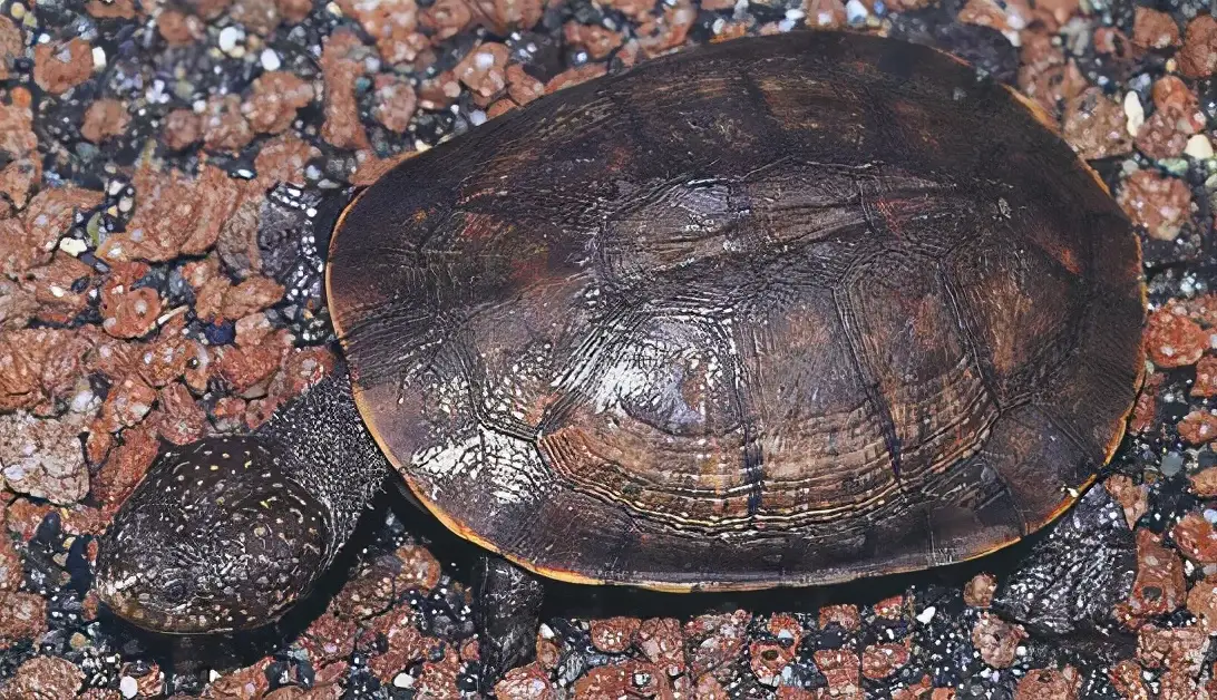 乌龟的种类图片及名称（乌龟的品种图片）