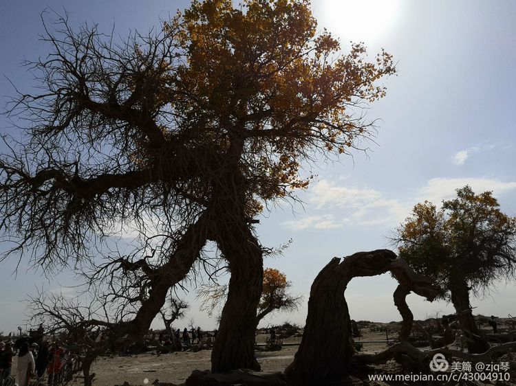 2019西北行｜胡杨：生而千年不死，死而千年不倒，倒而千年不朽