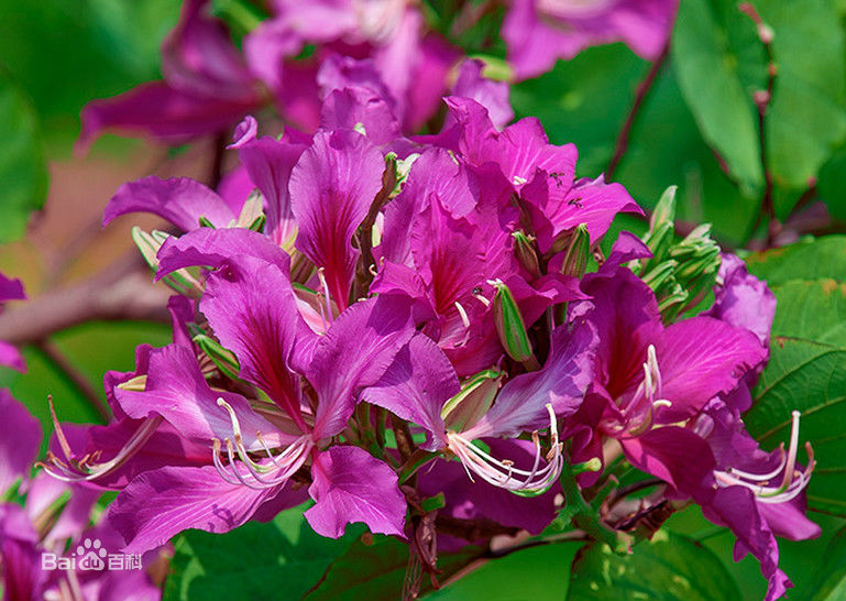 香港紫荆花的象征意义（紫荆花代表家庭和睦）