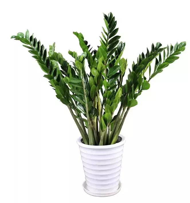 12生肖专属植物,快看看你的开运植物是啥?