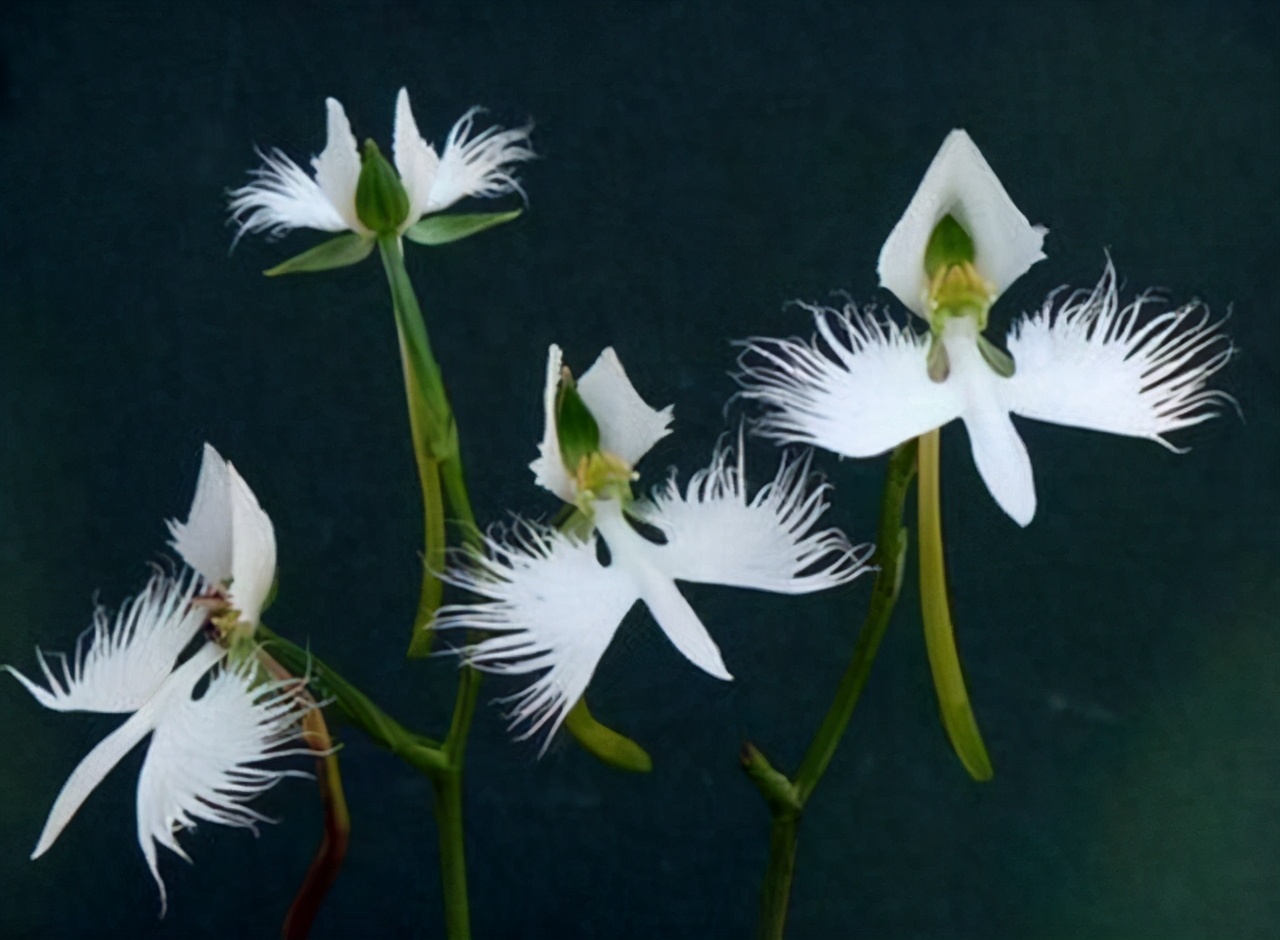 10种罕见又美丽的植物，果实似羽毛，地下开花，见过的人真幸运