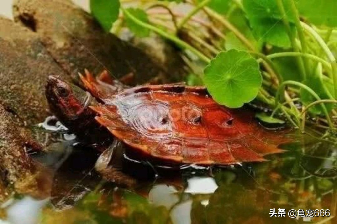 乌龟冬眠结束怎么处理（春季饲养乌龟的注意事项）