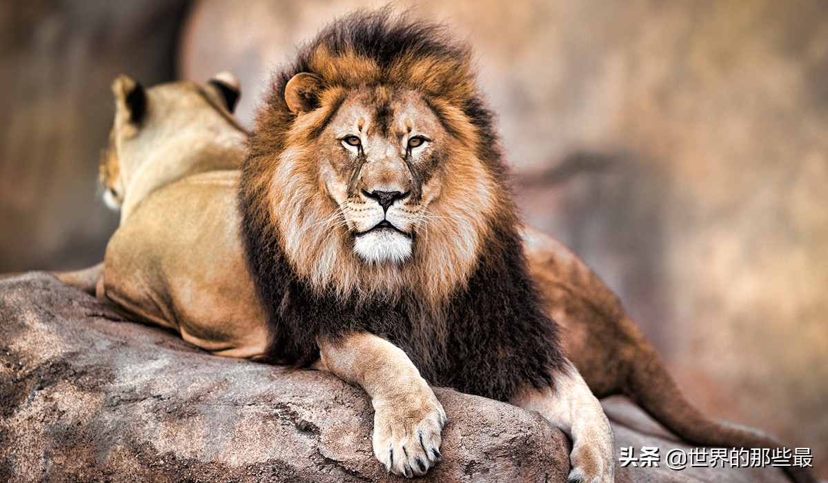 雄狮为什么能成为百兽之王?因为它从小到大要经历数次"迫害"