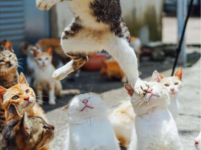 猫界战斗力排行榜：揭秘最强猫咪王者风采