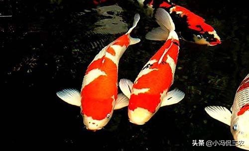 新手饲养锦鲤技巧：提高锦鲤存活率，减少锦鲤疾病发生