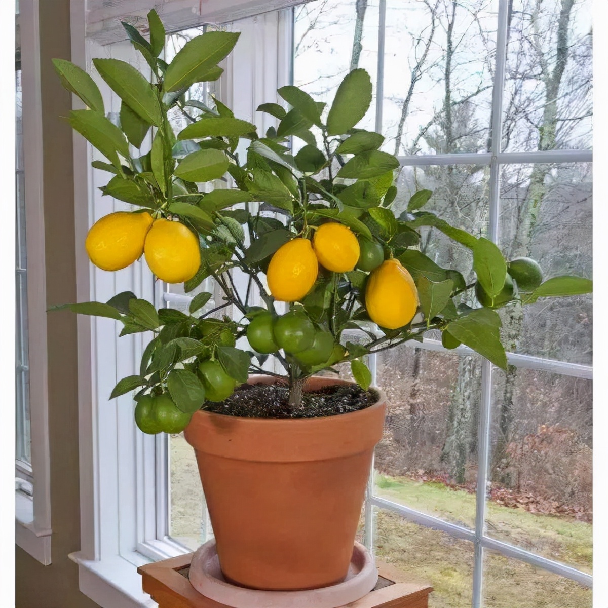 北方盆栽柠檬的养殖图片