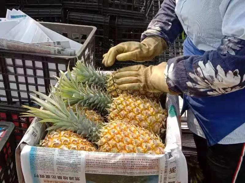 菠萝的海，香飘四海，来这里看广东最美的田园风光