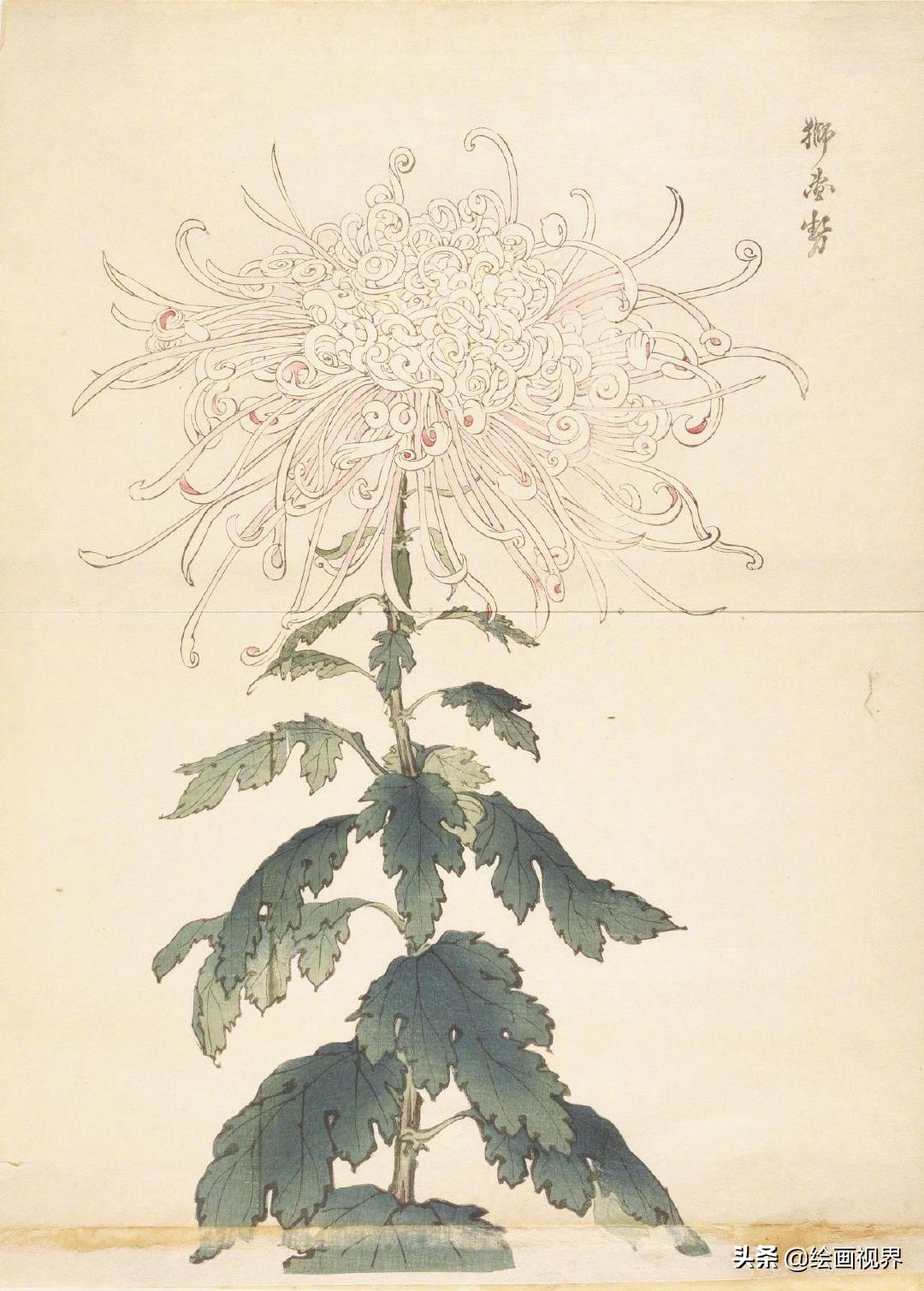 菊花的各种画法：9种常见菊花示范稿教你画，简单易学，收藏学习