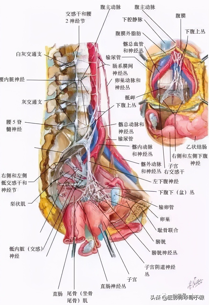 骨盆直肠窝的位置图图片