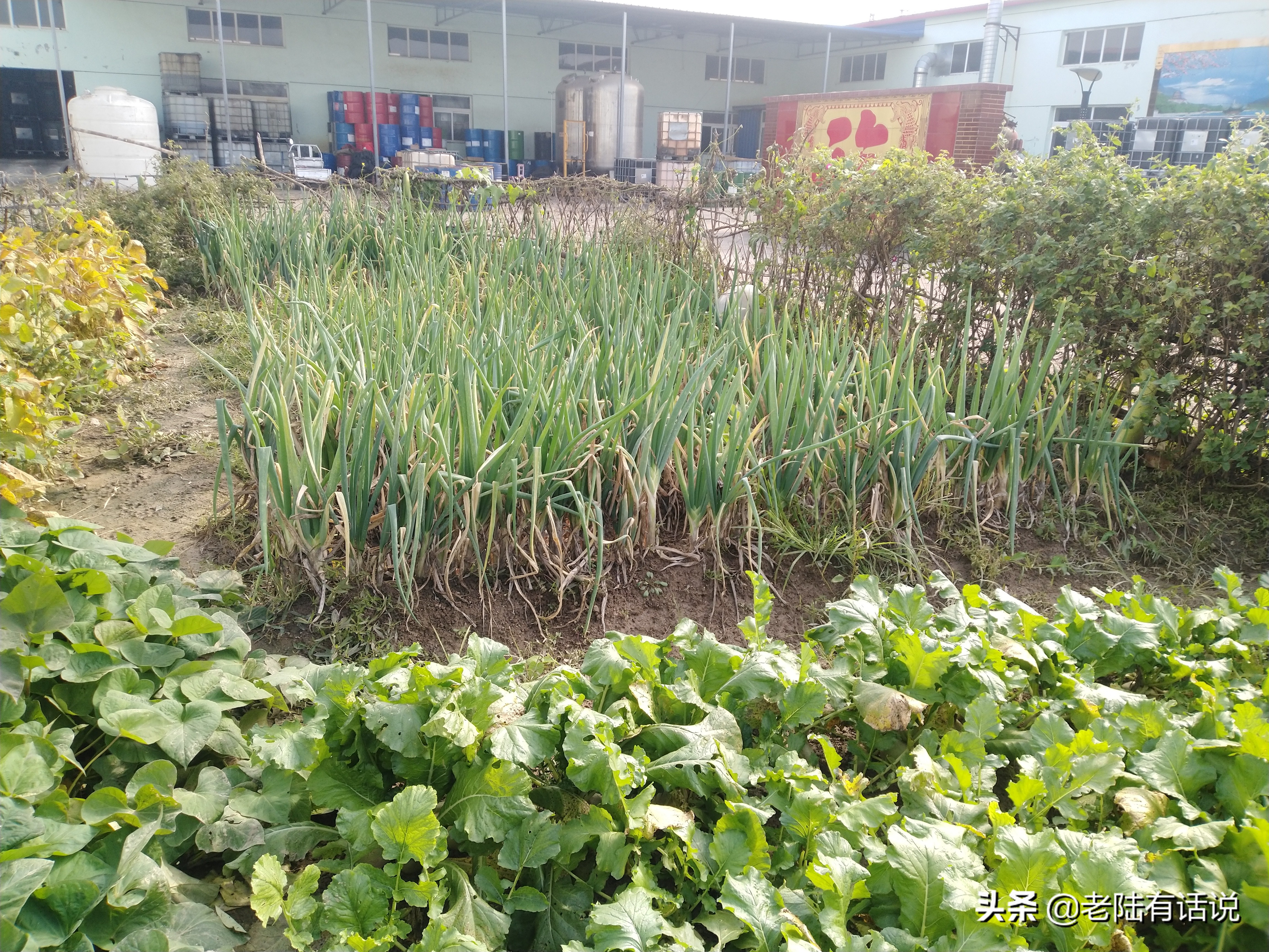 我的城市小菜园，我的田园之梦，金秋收获绿色食品