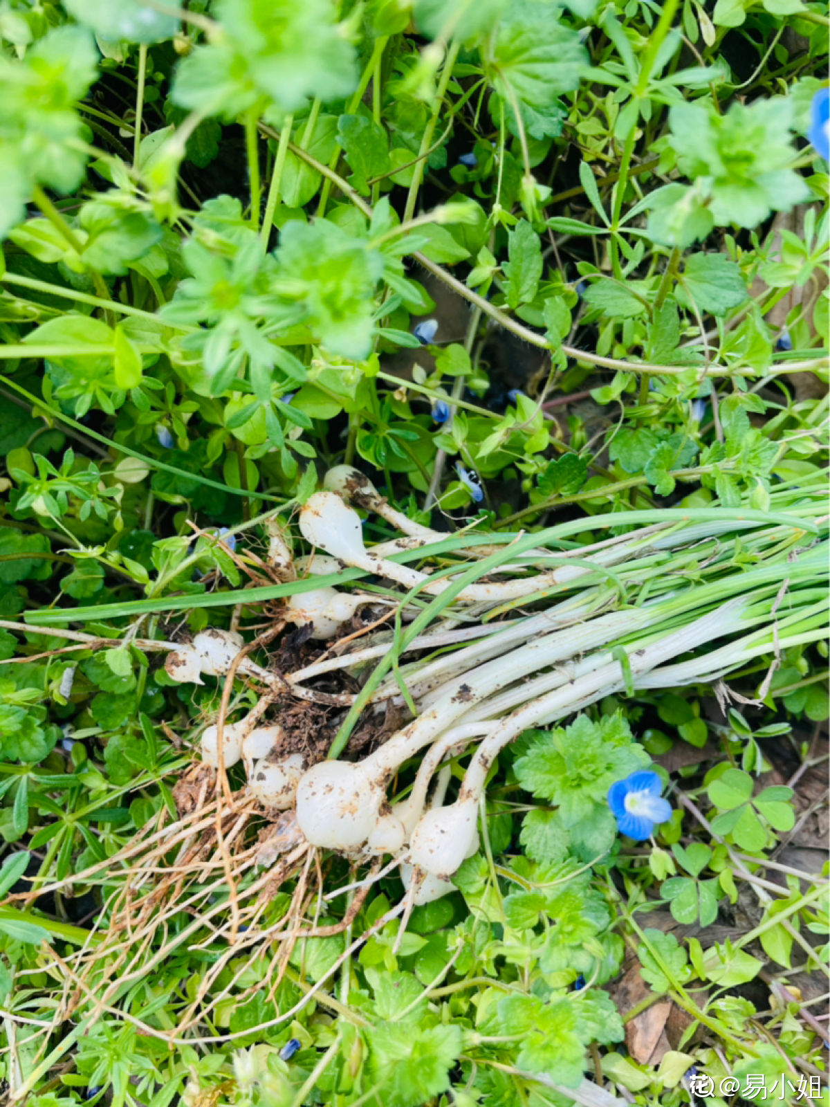 山葱也是一种经常在山上生长的一种野菜,尤其是到