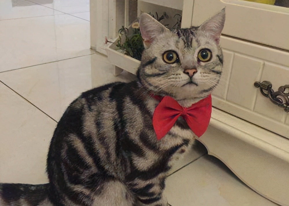 喜欢聪明的猫,一定不能错过美国短毛猫,5个优点让你沦陷