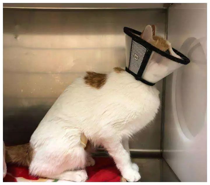 猫咪得了猫癣到底该怎么治？认清猫癣才能更好地治疗！