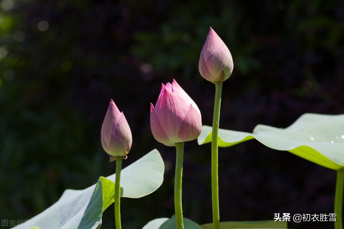 荷花诗六首：奇奇水上花，湛湛花下水，花得水扶持，水因花富贵