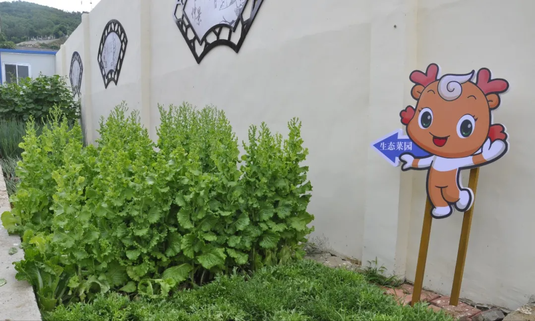 威海市环翠区北竹岛小学：构建“333”体系 高质量推动中医药文化进校园