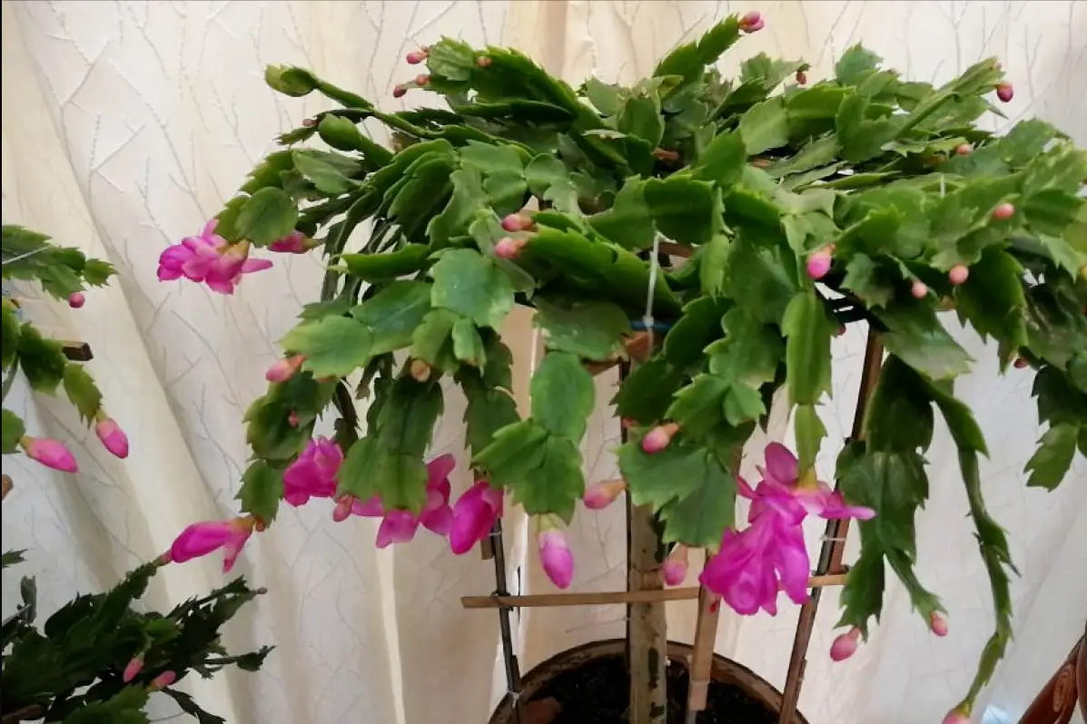 蟹爪兰的养殖方法和注意事项（蟹爪兰用什么肥料最好）