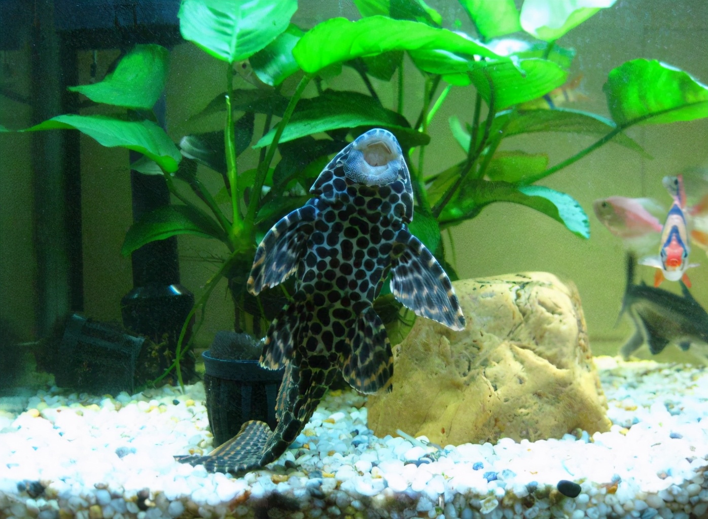 清道夫能吃吗清道夫鱼能吃吗