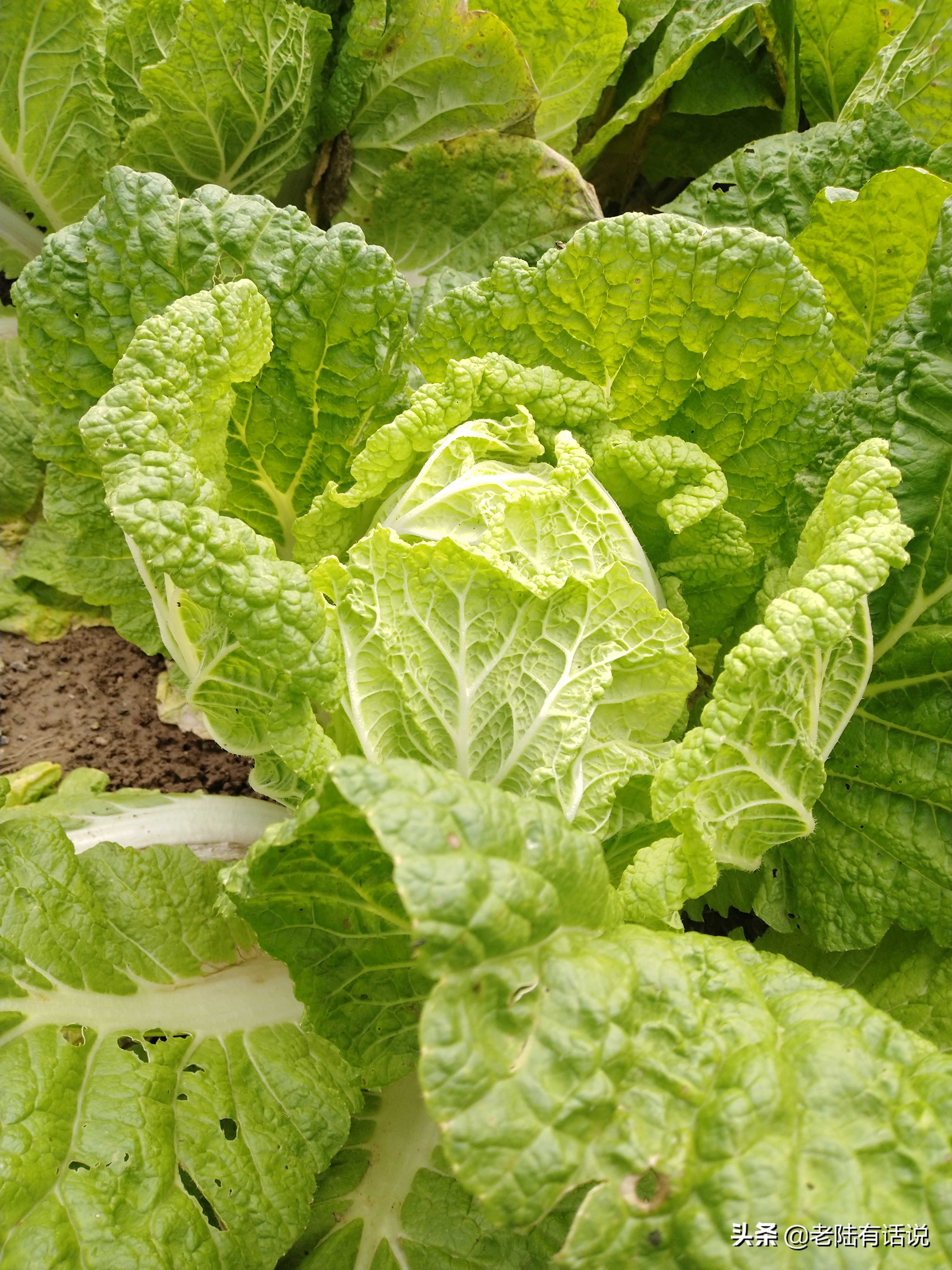 我的城市小菜园，我的田园之梦，金秋收获绿色食品