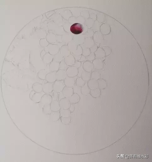 晶莹剔透、颗颗动人,水彩葡萄,真的太诱人了!