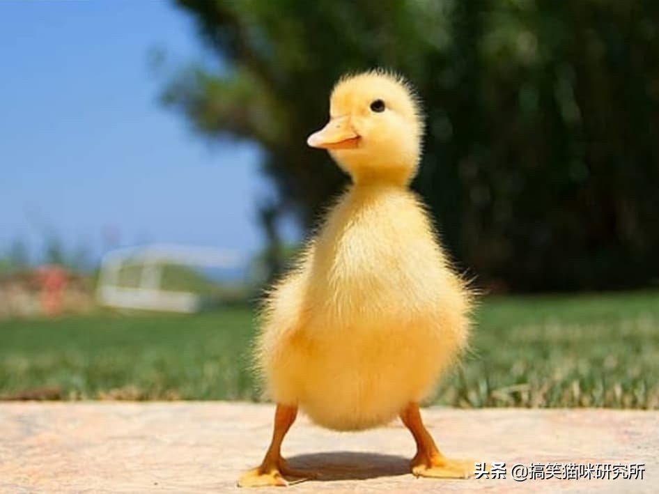 鸭子动态图片大全(一组元气满满的小鸭子照片) - 赤虎壹号