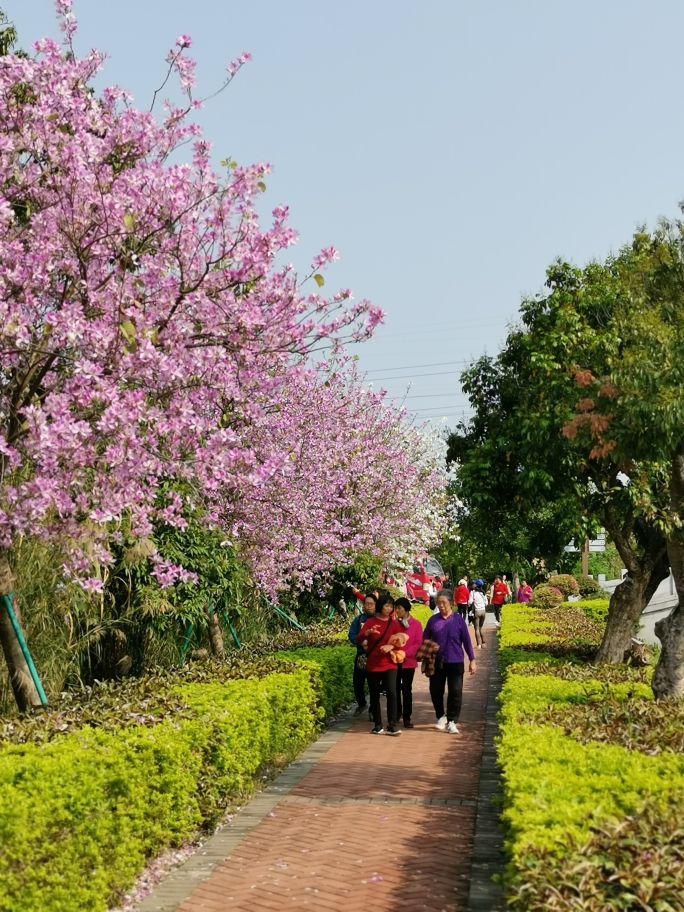 浓烈芬芳  春风十里赏花路  徜徉在广州海珠湿地的花海之中