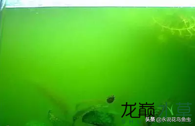 藻类植物有哪些（图文讲解19种常见的藻类植物）