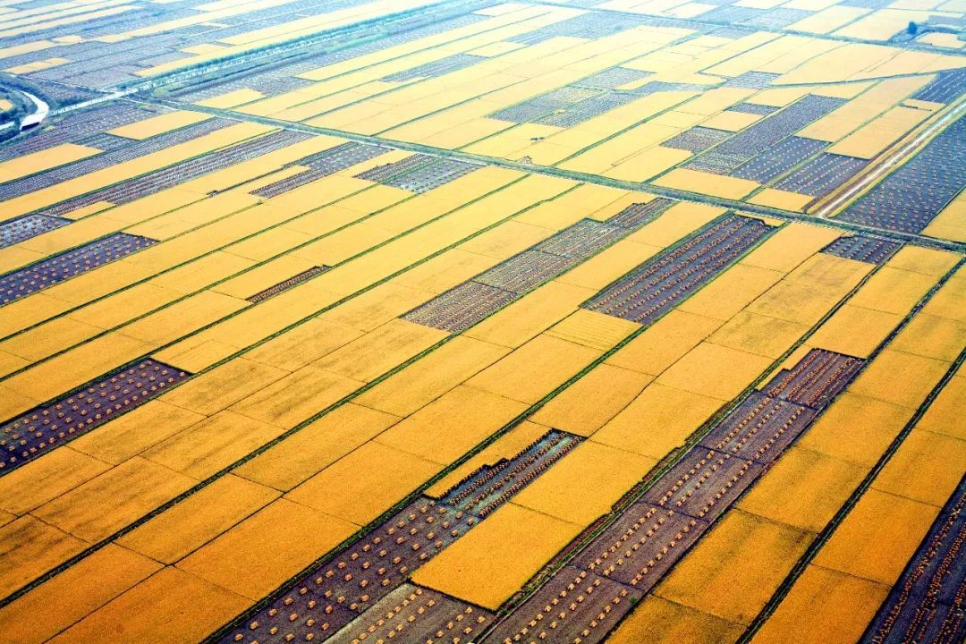 稻田泥鰍養(yǎng)殖技術(shù)視頻,稻田泥鰍養(yǎng)殖技術(shù)視頻教程
