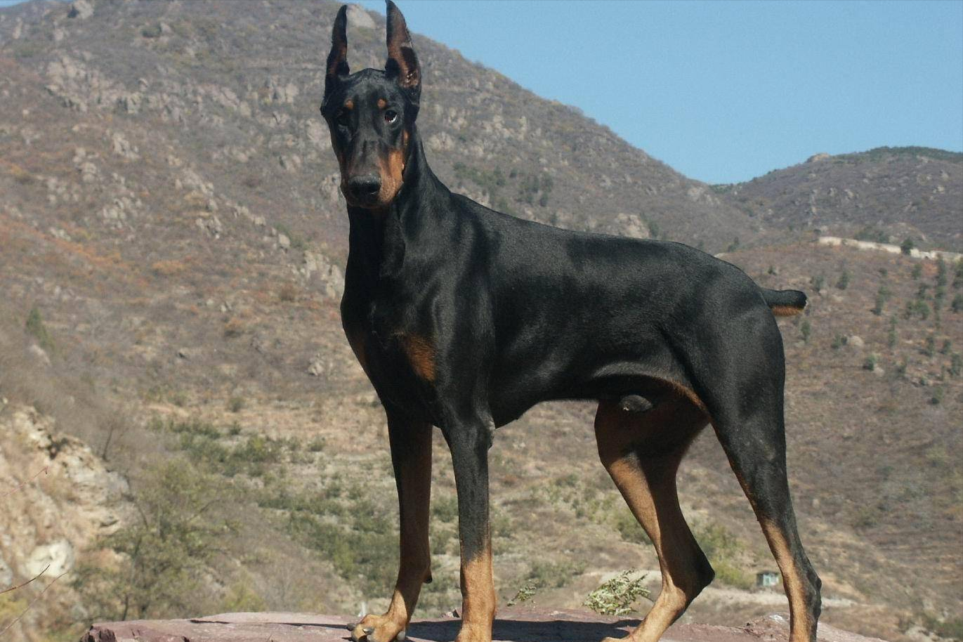 世界上被多国明令禁养的6大凶猛犬种，加纳利犬堪称“杀人犬”