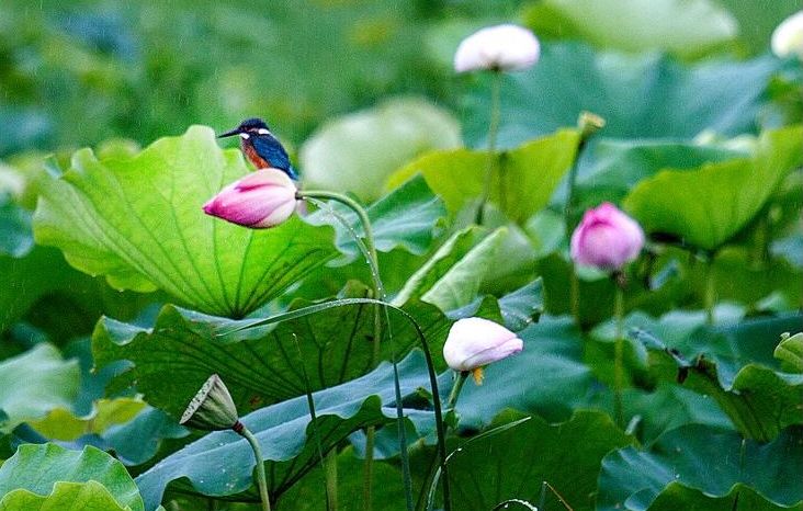 「诗词鉴赏」夏日雨中绽放的荷花，荷花池里的一诗一画