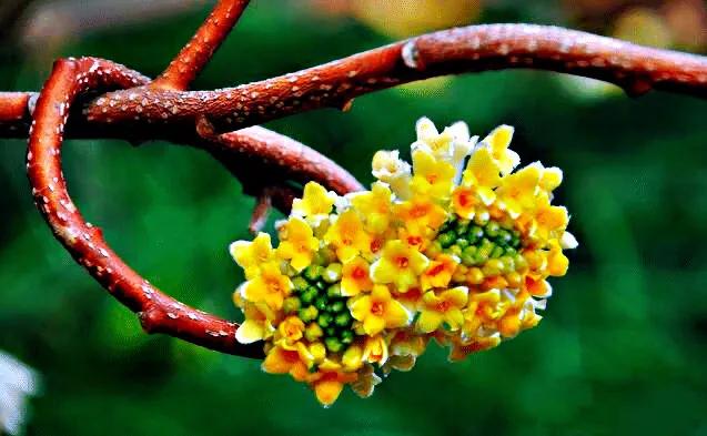 结香花·枝条柔软,可以任意弯曲打结;花朵芬芳馥郁,故名:结香