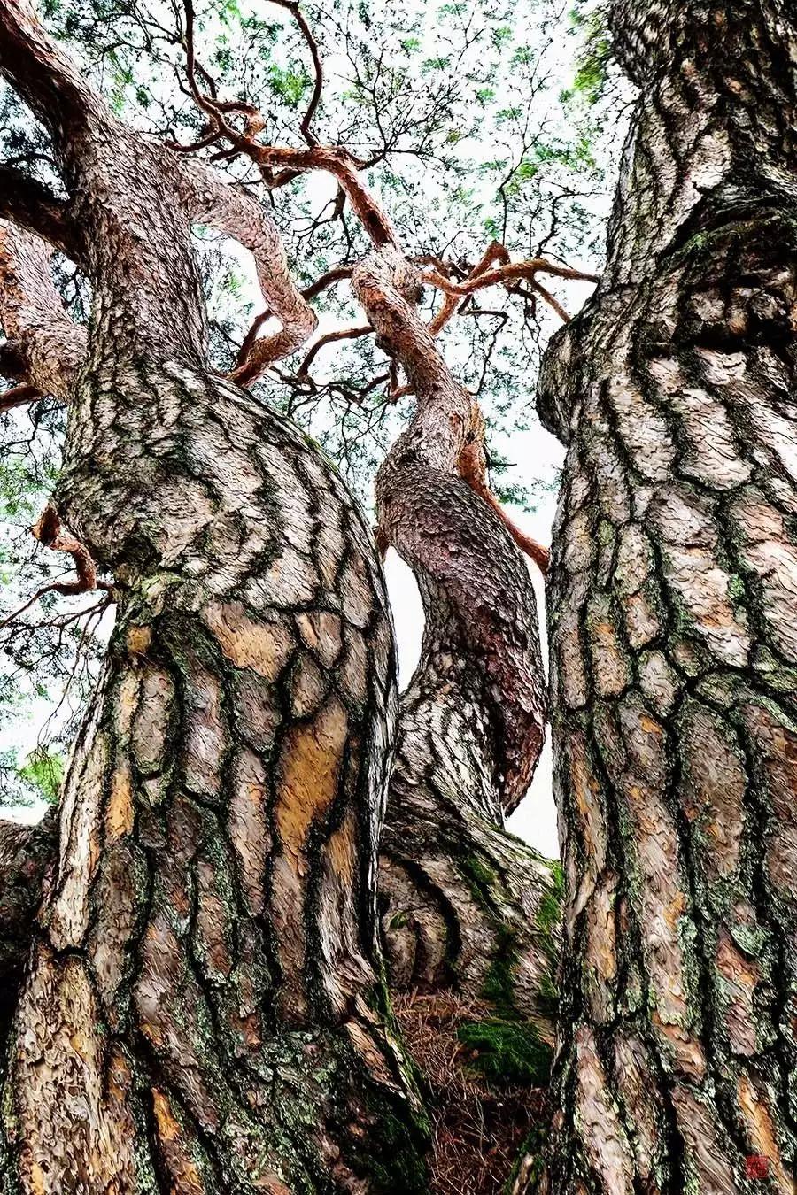 一位韩国的摄影师,一生醉心于拍摄松树,让春天的绿松,夏季的凌空,秋风