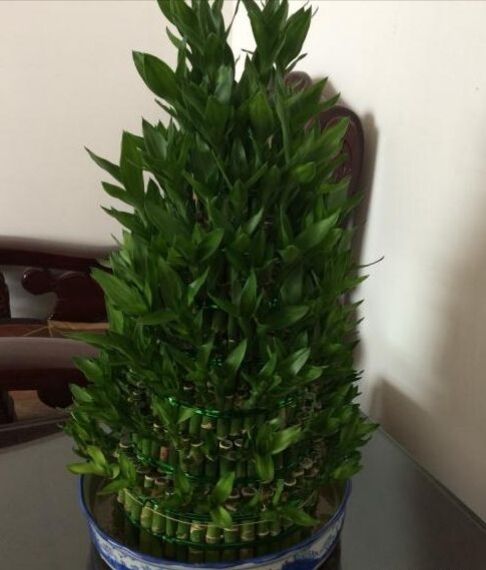 怎样养富贵竹？造型修剪不少，养“九楼宝塔”，富贵逼人