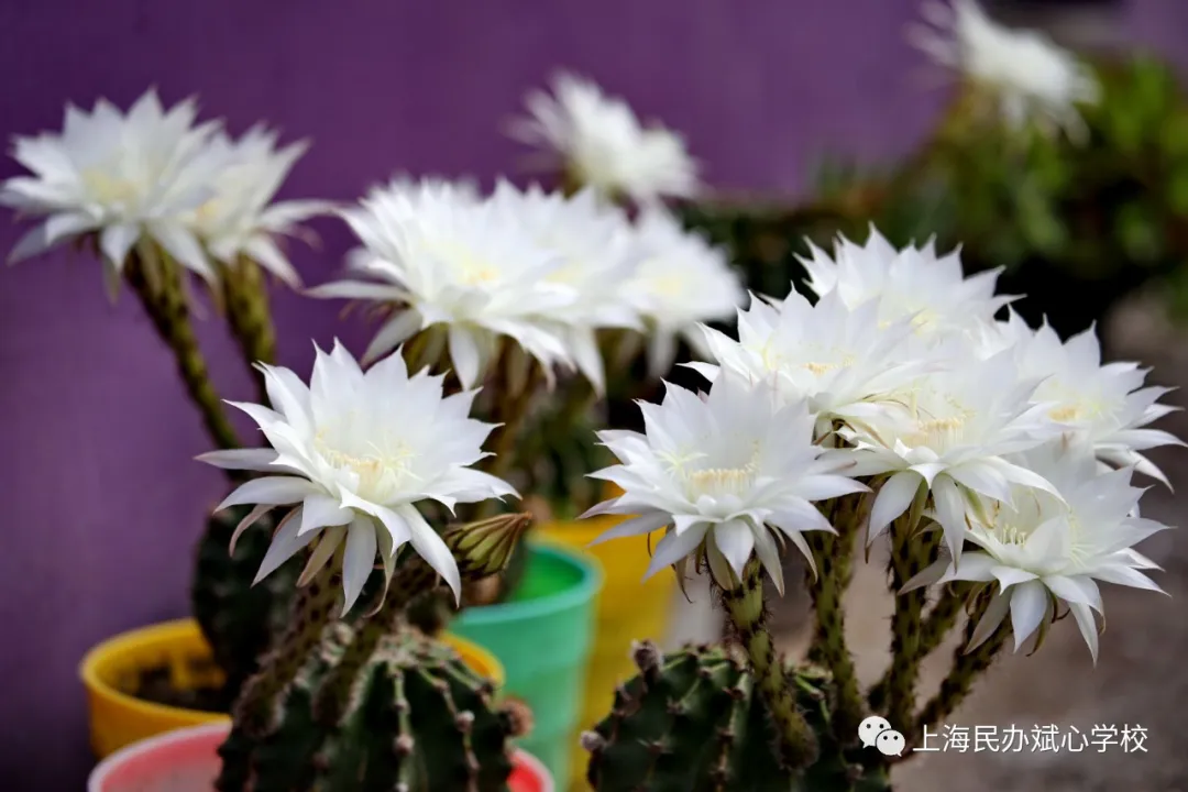 仙人球花赞——我很丑可是我很温柔（上海斌心学校）