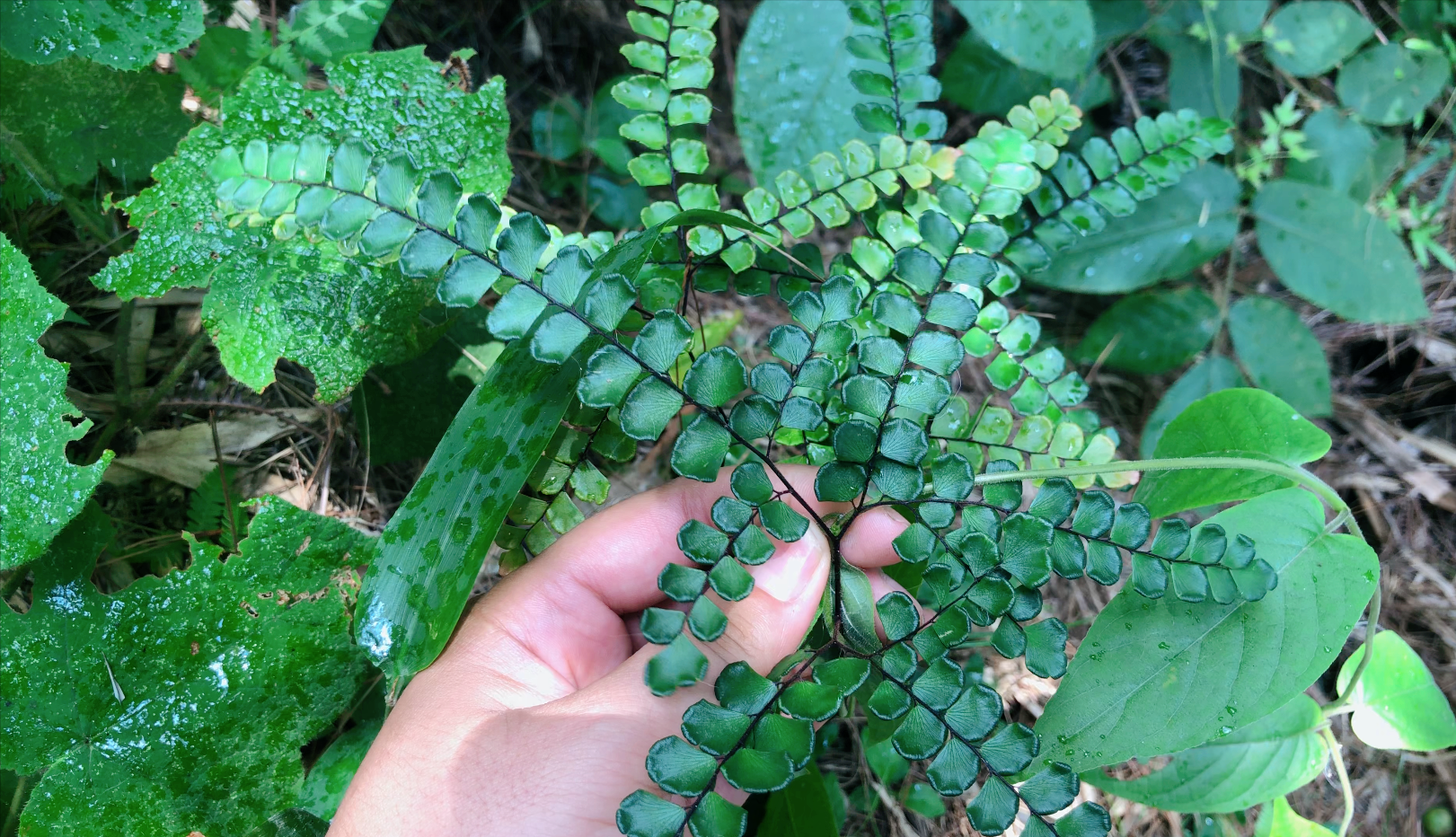 农村山里这种奇特植物,原来就是猪鬃草,都有哪些用途你知道吗?