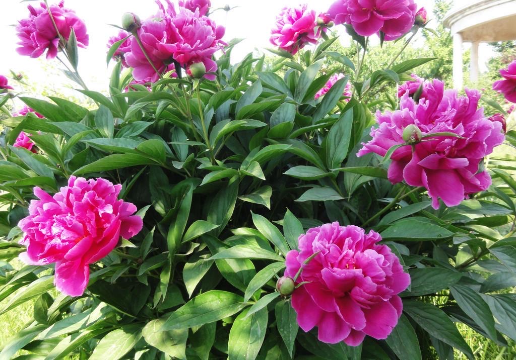 芍藥花圖片,芍藥花圖片大全大圖