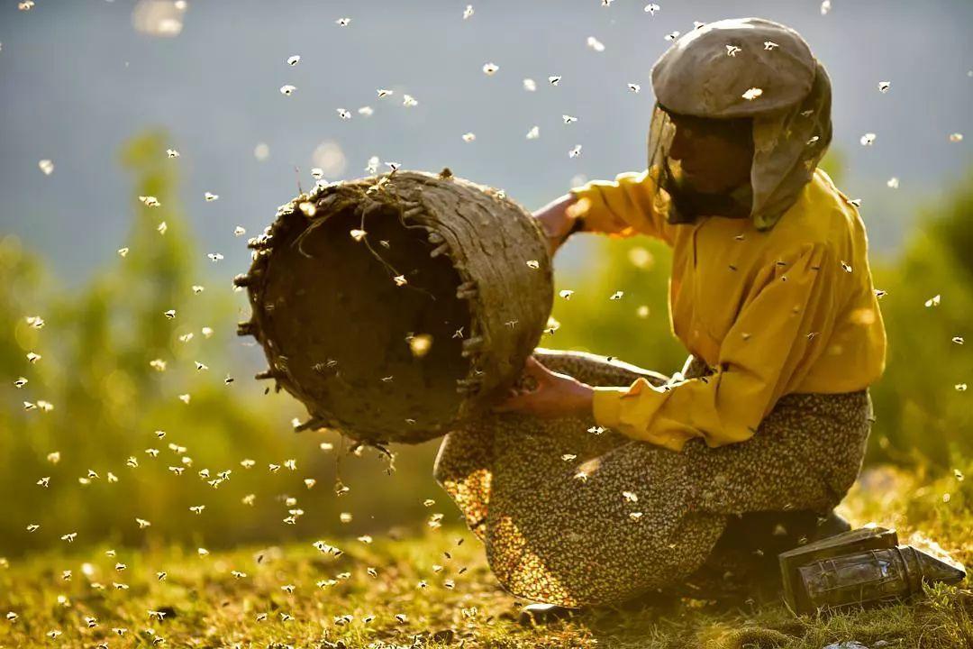 奥斯卡最佳纪录片预定，绝美自然与利欲熏心的养蜂商人
