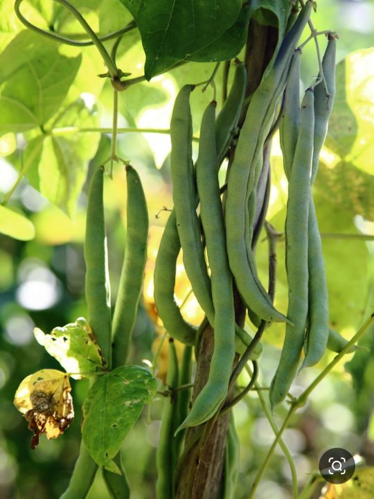 童年记忆之十五——充满童趣的菜园子